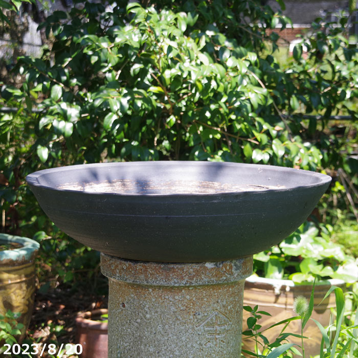 楽天市場】特大盃型 白盃水鉢 大型睡蓮鉢 水鉢 幅65センチ特大水鉢