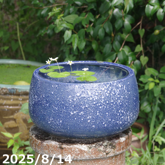 青緑色 陶器 水鉢 青緑色 陶器 水鉢 青緑色 陶器 水鉢 青緑色 陶器 水鉢