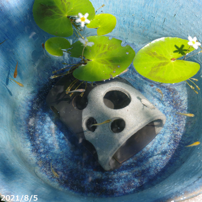 メダカのお家（ハウス) 睡蓮鉢　　陶器 メダカのお家（ハウス) 睡蓮鉢 陶器
