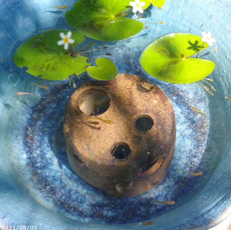 メダカのお家（ハウス) 睡蓮鉢　　陶器 楽天市場】睡蓮鉢 メダカ鉢 めだかハウス 茶ぼかし 信楽焼