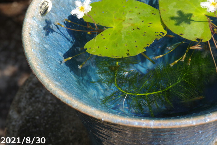 信楽焼 睡蓮鉢 青ガラス片口深水鉢 7 5号 22 5cm 水草 アサザ浮葉 キンギョモ メダカ3匹 死着保障なし プレゼント Familiesofusa Com