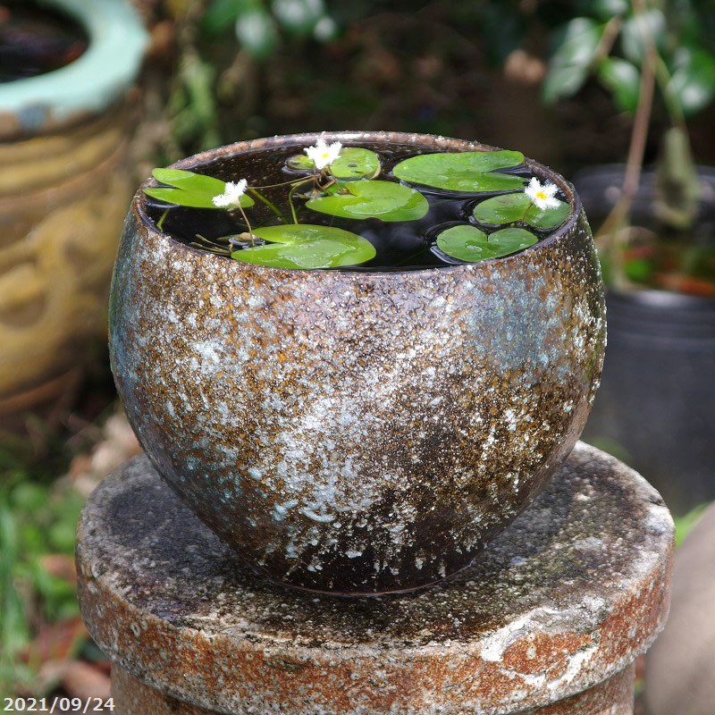 信楽焼 睡ハス植木鉢 茶葉窯胡散臭い 8号数 外方旅路24cm おお好な水草 メダカ5匹 死に来着請合う無し 差上物 送料無料 水鉢 メダカ鉢 蓮鉢 ビオトープ Orbisresearch Com