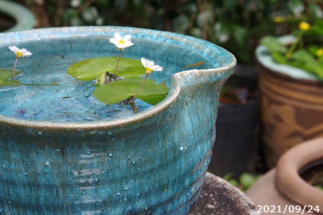 信楽焼 睡蓮鉢 手びねり 緑窯変ひさご水鉢 8号 外径25cm お好きな水草 メダカ3匹 死着保証無 プレゼント 送料無料 水鉢 メダカ鉢 蓮鉢 ビオトープ Liceochiloe Cl