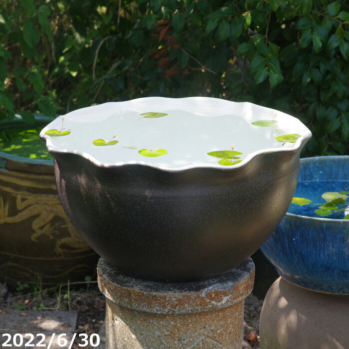 【対応】信楽焼 睡蓮鉢 陶器 大型 黒釉　波口小鉢 18号（外径53.0cm 高さ28cm　容量29L）【送料無料】【水鉢 大きい メダカ鉢 金魚鉢 ハス鉢 茶碗蓮鉢 ビオトープ スイレン鉢 特大】big_b