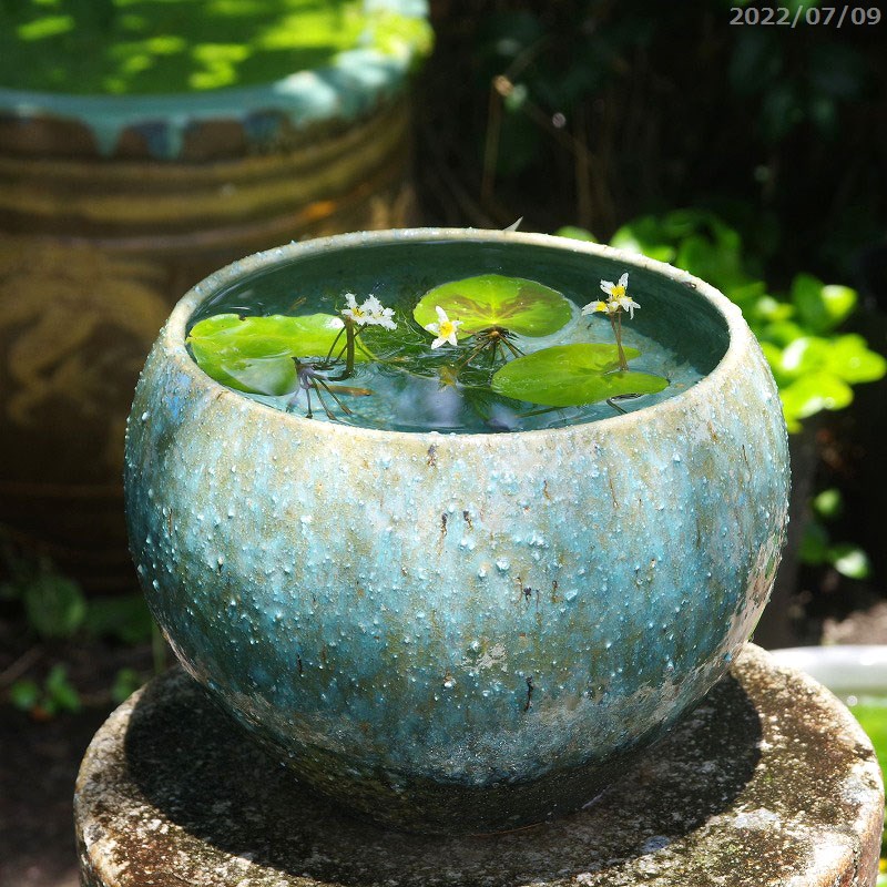 植木鉢 信楽焼 睡蓮鉢 メダカ鉢 緑窯変 丸水鉢8号 ガガブタ 浮葉 キンギョモ メダカ5匹 死着保証無 プレゼント 送料無料 セット 水鉢 メダカ鉢 スイレン鉢 ビオトープ おしゃれ 屋外 メダカ 水槽 当園オリジナル 石田精華園 楽天市場店