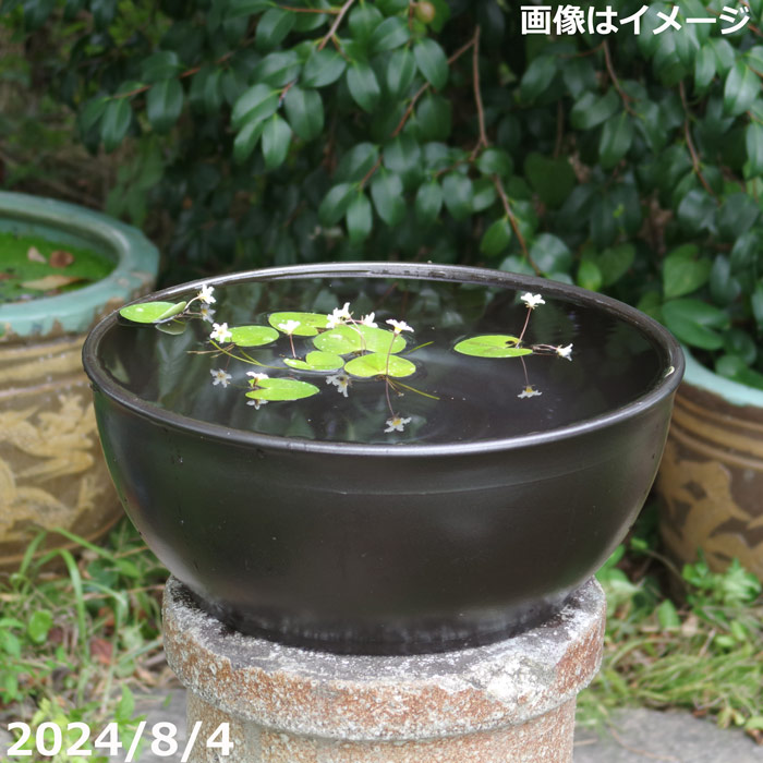 ウィンターセール執り行なう！ ガーデニング・農業-植木鉢