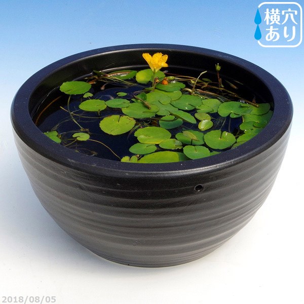 信楽焼 睡蓮鉢 黒ボール 10号 水あふれ防止小穴有 お好きな水草プレゼント メダカ5匹 死着保証無 送料無料 水鉢 メダカ鉢 蓮鉢 ビオトープ P U10 Selviorganicstore Com 信楽焼 睡蓮鉢 黒ボール 10号 水あふれ防止小穴有 お好きな水草プレゼント メダカ5匹 死着保証無 送料無料 水鉢 メダカ鉢 蓮鉢 ビオトープ P U10 Selviorganicstore Com