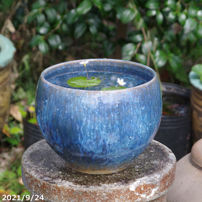 【対応】 信楽焼 睡蓮鉢 陶器　 ブルーガラス 丸水鉢 8号 （24ｃｍ）【水鉢 メダカ鉢 金魚鉢 ハス鉢 茶碗蓮鉢 ビオトープ スイレン鉢】【当園オリジナル】_bb