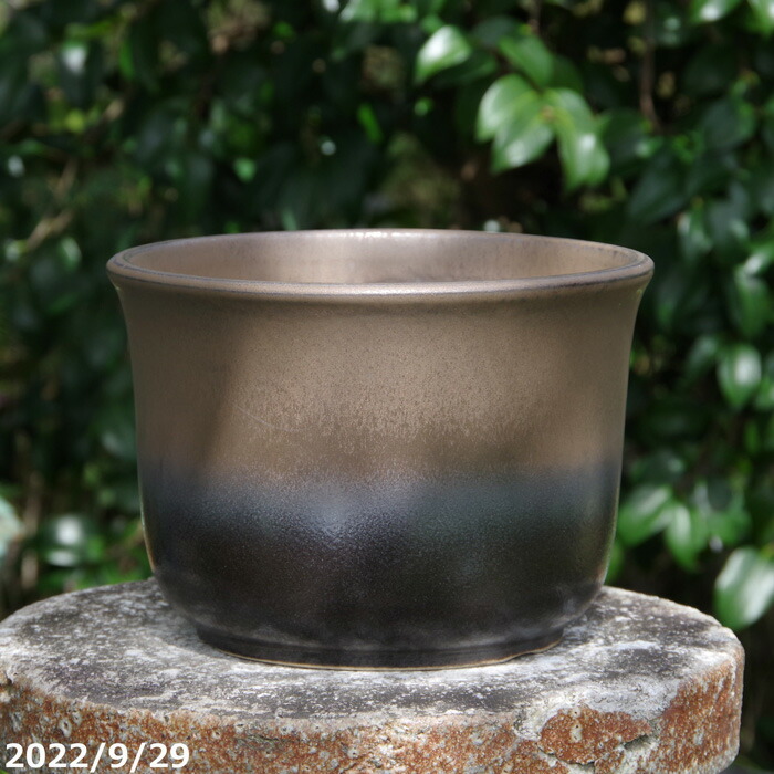 金彩尻丸 7号　サナサービス（外径22cm 高さ15cm）信楽焼 植木鉢　【エビネ鉢 春蘭鉢】【山野草鉢 多肉植物鉢 サボテン鉢 盆栽鉢 花木樹木苗 果樹苗 アガベ 塊根植物 珍奇植物 ビザールプランツ 蘭ラン科植物 観葉植物】