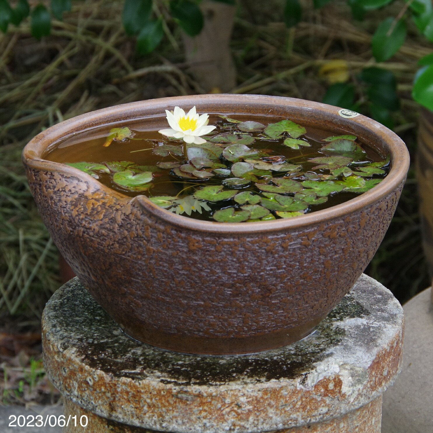 楽天市場】信楽焼 睡蓮鉢 陶器 窯肌松皮11号＋ヒメスイレン4号ポット＋