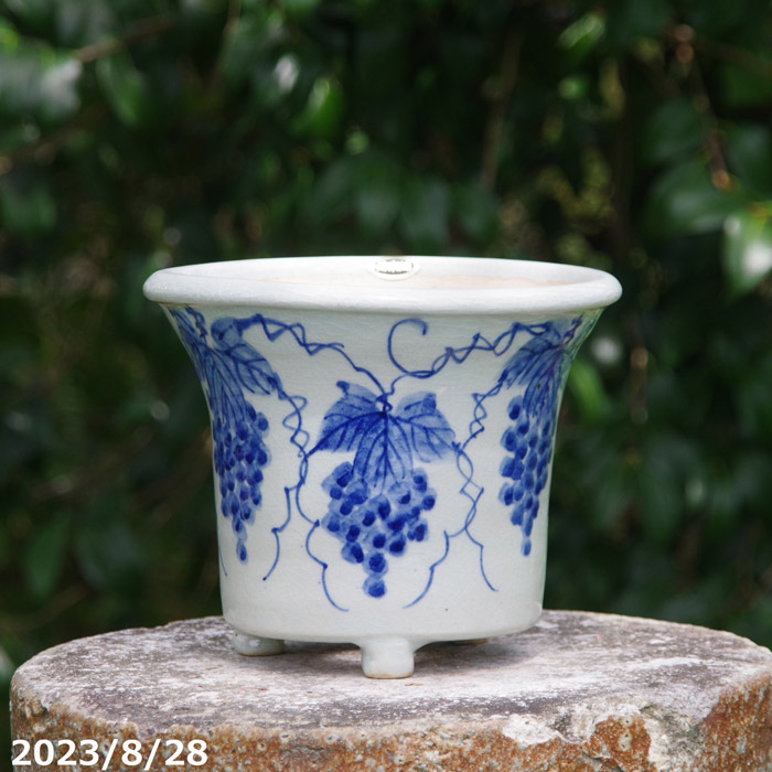 信楽焼 植木鉢　手びねり(ロクロ引き)　 染付葡萄文　ソリ6号　サナサービス【送料無料】【山野草鉢 多肉植物鉢 サボテン鉢 盆栽鉢 花木樹木苗 果樹苗 アガベ 塊根植物 珍奇植物 ビザールプランツ 蘭ラン科植物 観葉植物】