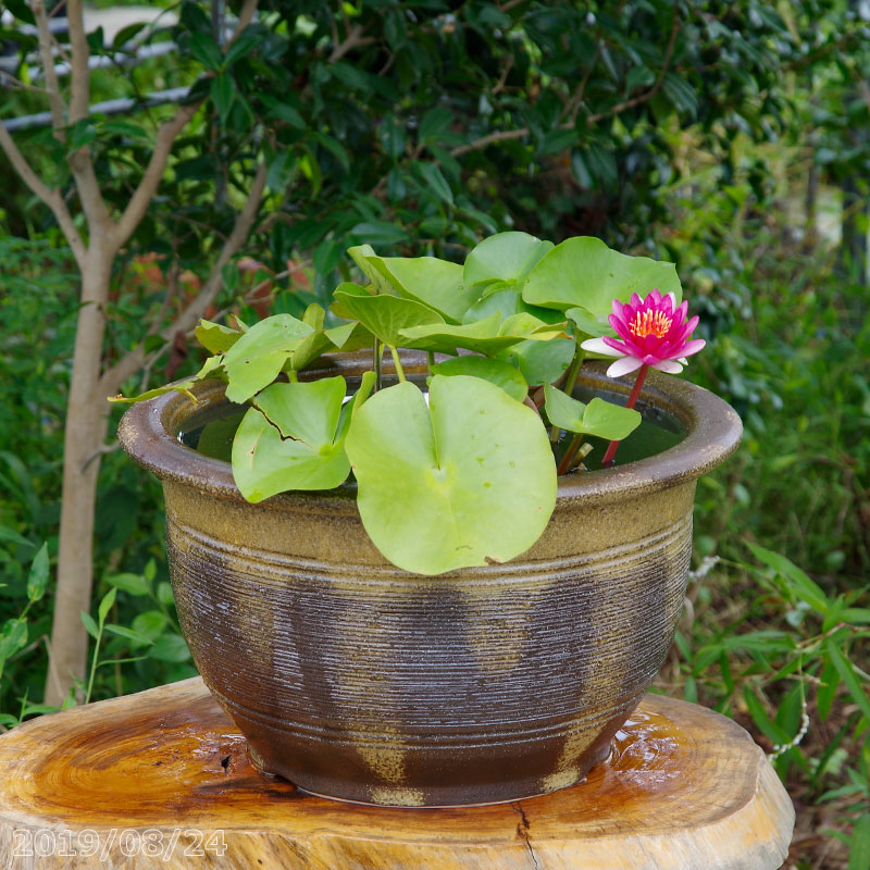ウィンターセール執り行なう！ 植木鉢-ガーデニング・農業-花・ガーデン・DIY