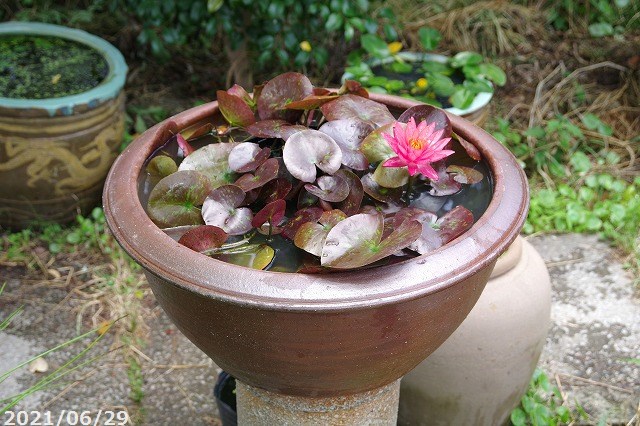 アジアンテイスト南蛮焼 浅鉢 睡蓮鉢 60cm 特大 お好きな睡蓮裸苗 合計5点セット メダカ10匹 死着保証無 プレゼント 睡蓮鉢 スイレン鉢 蓮鉢 ハス鉢 メダカ鉢 鉢は輸入業者より直送 睡蓮セットは併園より別送 送料無料 Sermus Es アジアンテイスト南蛮焼 浅鉢 睡蓮鉢 60cm 特大 お好きな睡蓮裸苗 合計5点セット メダカ10匹 死着保証無 プレゼント 睡蓮鉢 スイレン鉢 蓮鉢 ハス鉢 メダカ鉢 鉢は輸入業者より直送 睡蓮セットは併園より別送 送料無料 Sermus Es