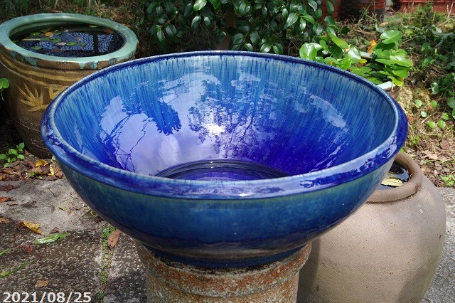 あす楽対応】信楽焼 睡蓮鉢 陶器 大型 青ガラス浅型水鉢 19号