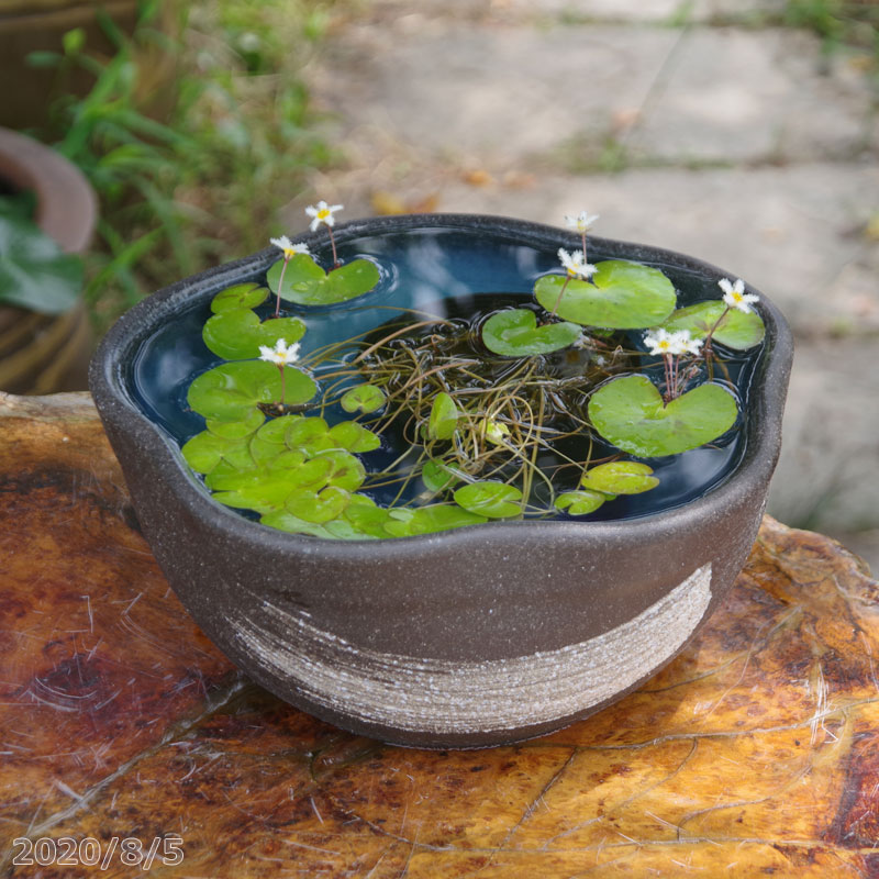 お好きな水草プレゼント信楽焼高さ14cm 青釉刷毛目高さ14cm 茶碗蓮鉢10号 外径30cm 水生植物鉢 水鉢睡蓮鉢 P U10 石田精華園スイレン鉢メダカ鉢