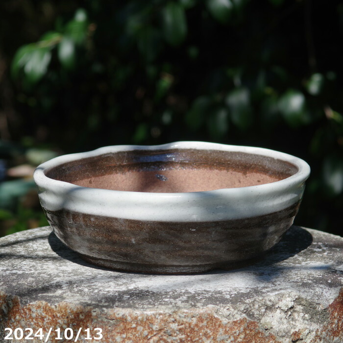 楽天市場】常滑焼 植木鉢 駄温鉢 浅型 6号（直径18cm） 【山野草