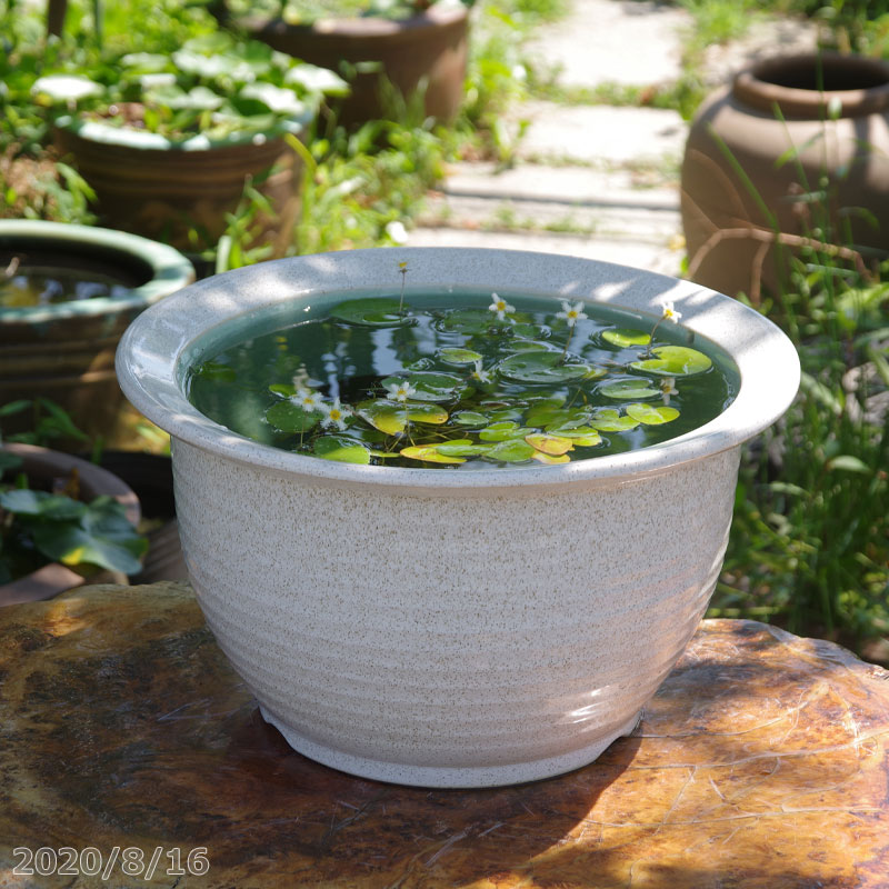 信楽焼 睡蓮鉢 陶器　白カスミ 13号（水あふれ防止小穴有）＋お好きな水草プレゼント＋メダカ5匹付(死着保障なし)【送料無料】【セット 水鉢 メダカ鉢 金魚鉢 ハス鉢 茶碗蓮鉢 ビオトープ スイレン鉢】【メダカオーバーフロー防止】_wb _Kto