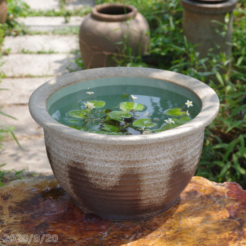 信楽焼 睡蓮鉢 陶器 大型　灰釉千段 15号 （水あふれ防止小穴有） ＋お好きな水草プレゼント ＋メダカ10匹（死着保証無）【送料無料】【セット 水鉢 メダカ鉢 金魚鉢 ハス鉢 茶碗蓮鉢 ビオトープ スイレン鉢】【メダカオーバーフロー防止】 _Kto