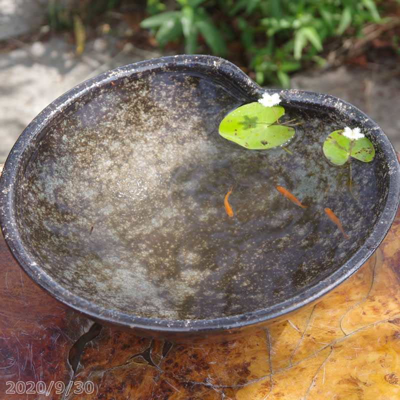 信楽焼 スイレン器 術びねり 真っ黒釉ひねり 浅水鉢 11号 水草ガガブタ 浮葉 メダカ楊貴妃スワロー3匹 絶息到着保障なし 送料無料 水鉢 メダカ鉢 金魚鉢 芙蓉鉢 茶碗蓮鉢 ビオトープ 睡蓮鉢 P U10 Hotjobsafrica Org