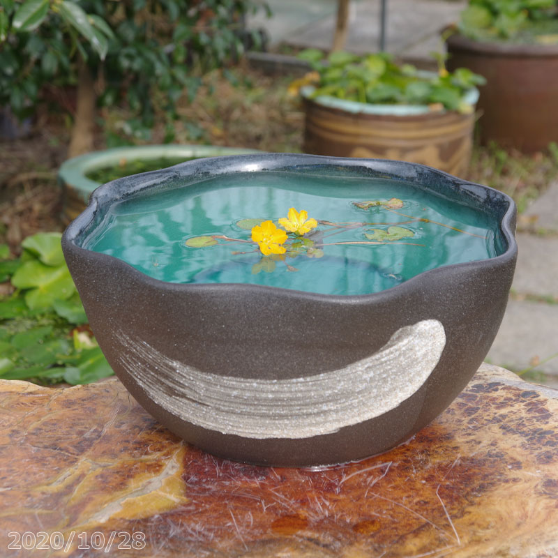 楽天市場】【最大50%OFFクーポン発行中！】【あす楽対応】信楽焼 睡蓮