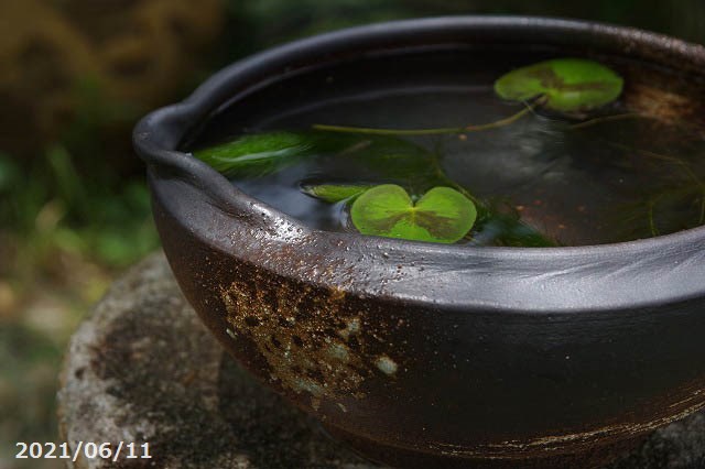 信楽焼 睡蓮鉢 窯肌刷毛目水鉢 8号 水草 ガガブタ浮葉 キンギョモ プレゼント メダカ楊貴妃スワロー3匹 死着保障なし Christine Coppin Com