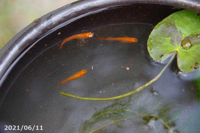 信楽焼 睡蓮鉢 窯肌刷毛目水鉢 8号 水草 ガガブタ浮葉 キンギョモ プレゼント メダカ楊貴妃スワロー3匹 死着保障なし Christine Coppin Com