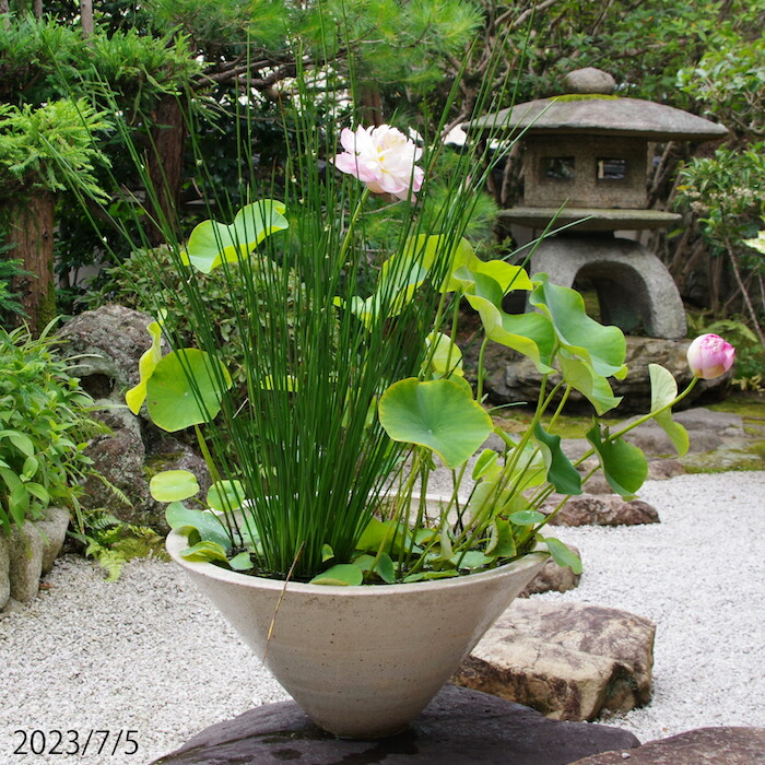 楽天市場】信楽焼 睡蓮鉢 陶器 大型 御本手 手びねり 白ソリ（中