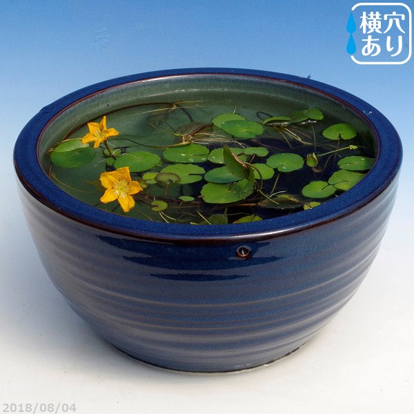 ⑩  火鉢、メダカ、鉢、 Amazon.co.jp: 火鉢 陶器鉢 水鉢 陶器 睡蓮鉢 メダカ鉢 めだか鉢