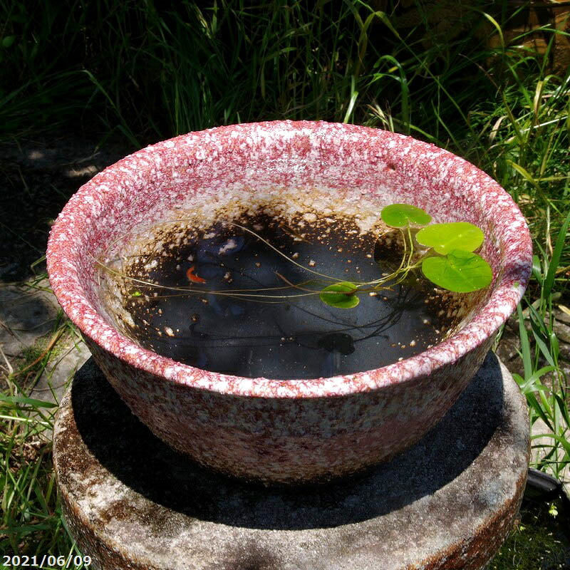 【対応】 信楽焼 睡蓮鉢 陶器　紅砂めだか鉢　10号（水あふれ防止小穴有）（外径29.5cm）【送料無料】【産地直送】【水鉢 メダカ鉢 金魚鉢 ハス鉢 茶碗蓮鉢 スイレン鉢 水生植物鉢 カキツバタ鉢】 【メダカオーバーフロー防止】