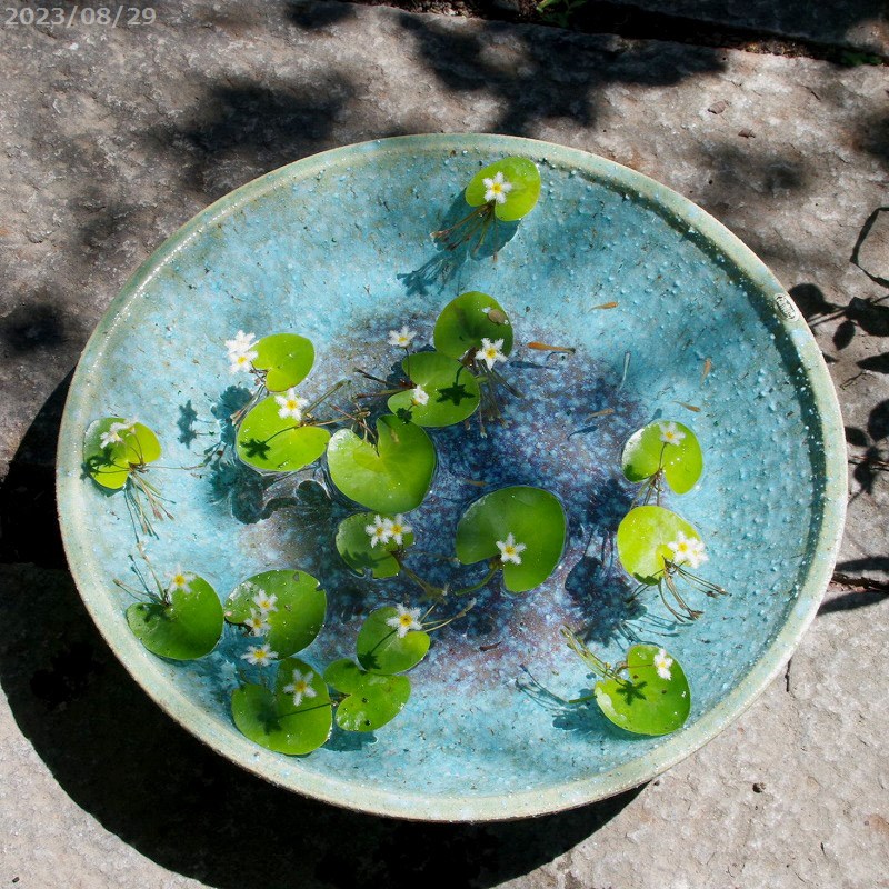 備前焼　大型水盤　花器　生花　池坊　睡蓮鉢　水鉢　ビオトープ　花展　華展 備前焼 大型水盤 花器 生花 池坊 睡蓮鉢 水鉢 ビオトープ 花展 華展