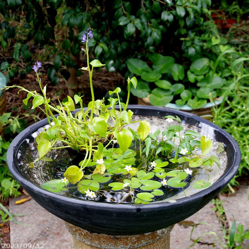 楽天市場】特大盃型 白盃水鉢 大型睡蓮鉢 水鉢 幅65センチ特大水鉢