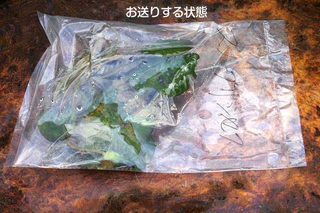 スイレン 花数たくさん! 【めだか鉢 メダカ鉢 水鉢 信楽焼 ハス鉢 蓮鉢 スイレン鉢】 【マンカラウボン +信楽焼13号(白カスミ)+田土6L+肥料】 【裸苗販売】 【中型品種】 【送料無料】 4点セット 【睡蓮・すいれん】