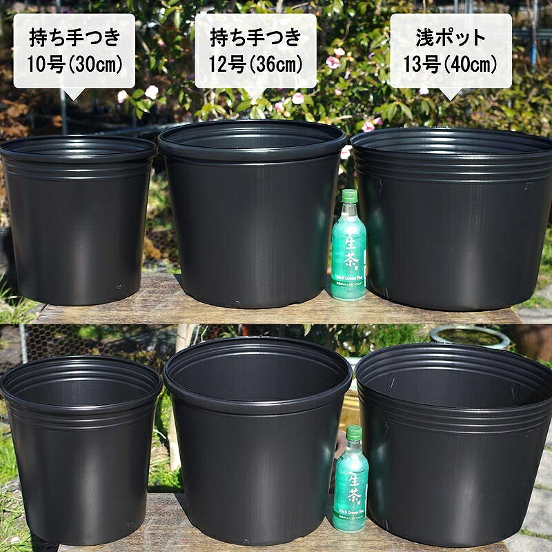 楽天市場 花ハス ビニールポット12号 36cm 底穴無 持ち手つき 中型容器以上栽培品種向き 水生植物 花蓮 スイレン 石田精華園 楽天市場店