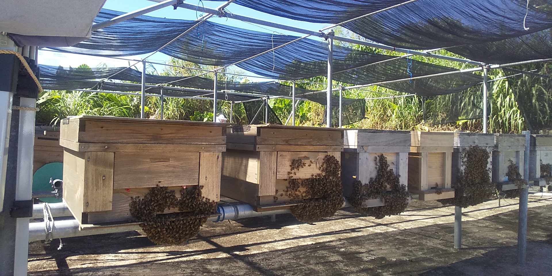 楽天市場】交配用ミツバチ 有王 3枚群 約6000匹 産地直送 蜜蜂飼育
