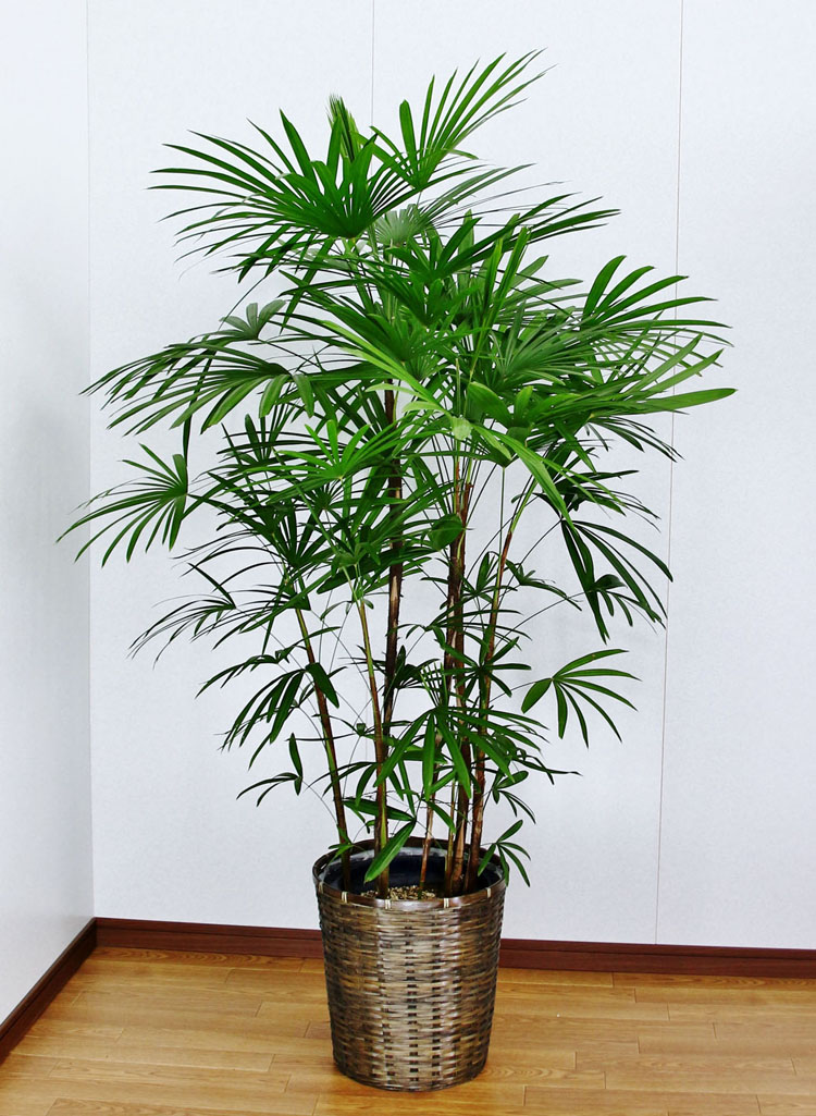 4万5千円 花 観葉植物 観葉植物 4万5千円 シュロチク12号陶器鉢 本体価格45 000円 アイ スペシャル木札無料 開店祝い 観葉植物 送料無料 超人気高品質 観葉植物