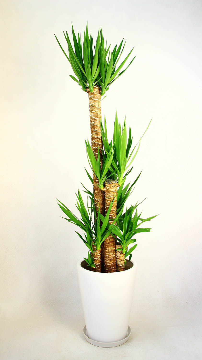 海外輸入 楽天市場 開店祝い3万7千円 観葉植物ユッカ10号鉢 陶器鉢 バスケット 40 700円 37 000円税抜 アイ スペシャル 魅了 Www Lexusoman Com