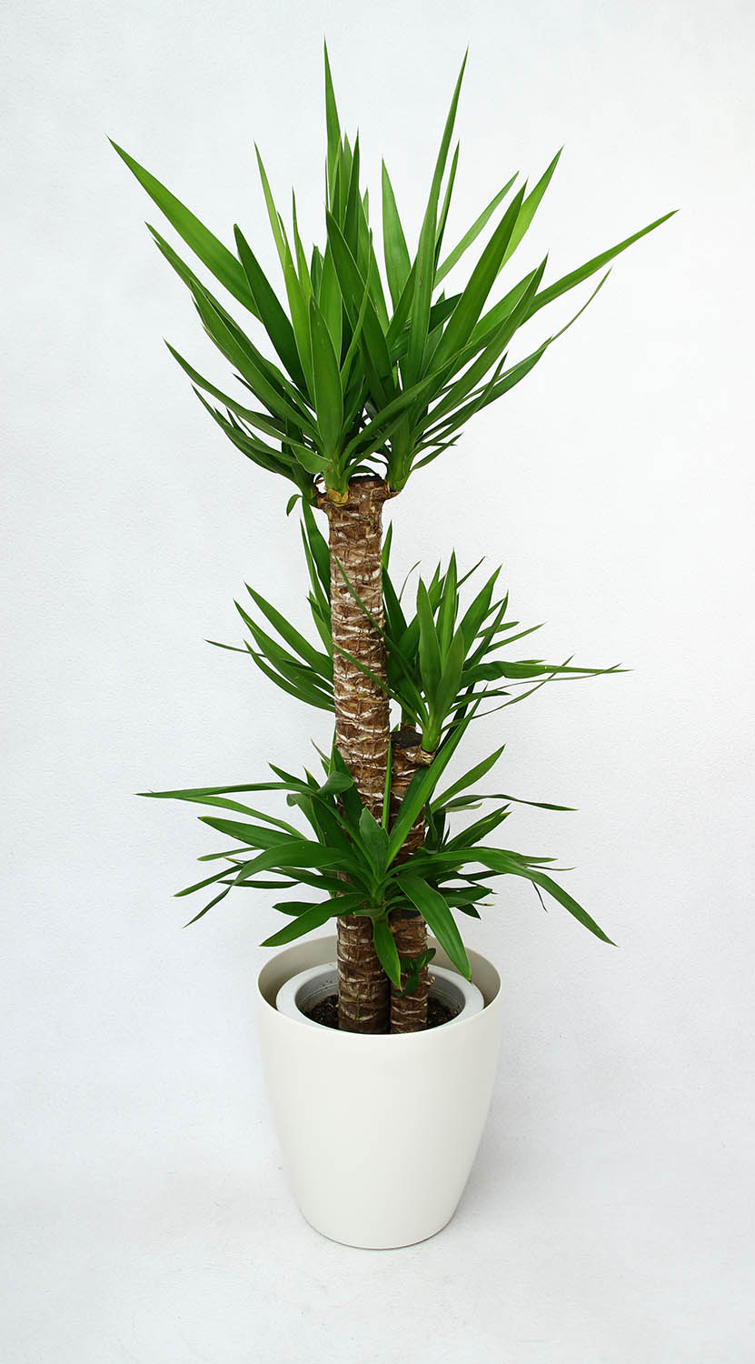 100 の保証 開店祝い2万7千円 観葉植物 ユッカ8号鉢 29 700円 27 000円税抜 陶器鉢 バスケット 格安 Lexusoman Com