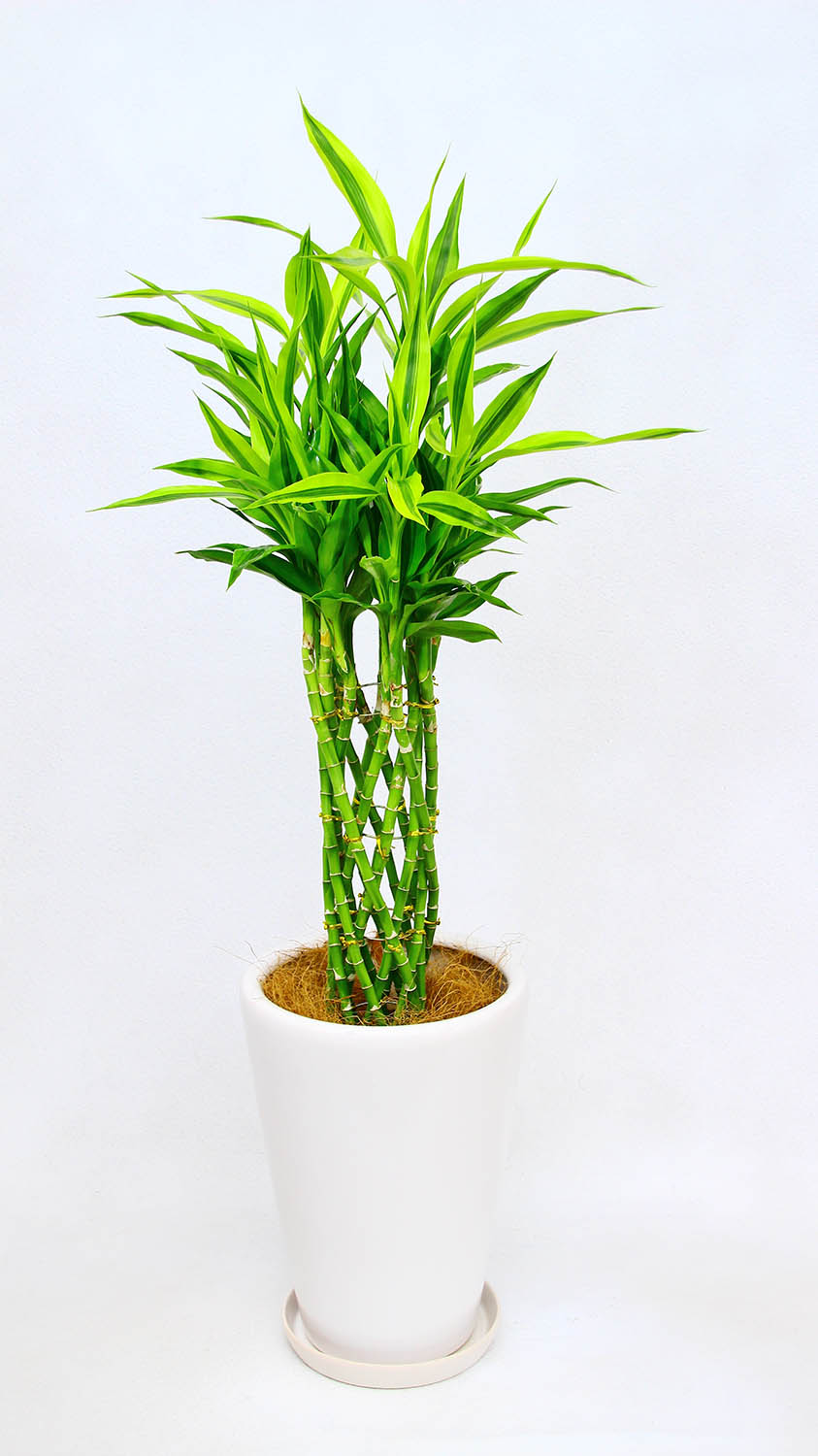 正規店仕入れの 楽天市場 開店祝い2万7千円 観葉植物 幸運の竹 ミリオンバンブー サンデリアーナ 8号鉢 29 700円 27 000円税抜 陶器鉢 バスケット アイ スペシャル 好評 Lexusoman Com