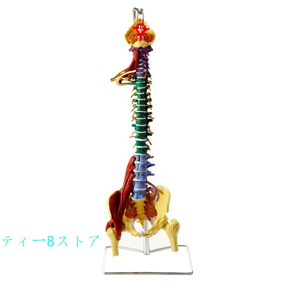 期間限定1000円クーポン 1：1等身大のリアルな脊椎モデル 多機能筋肉腰椎脊椎 教育のための神経骨格 腰椎骨盤模型大腿骨可動 解剖学的に柔軟医学生 フックとスタンド付き｜白雲百貨店 店