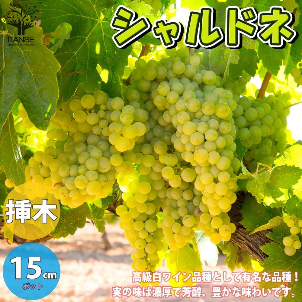 送料無料 シャルドネ ぶどうの苗木 果樹の苗木 5号ポット 2年生 挿木苗 1個売り ぶどう苗 ブドウ苗 葡萄苗 果樹苗 果樹 果物 くだもの 栽培 ガーデニング 家庭菜園 農園 有機栽培 ベランダ菜園 ボタニカル Grape 収穫 果樹苗 果樹 果物 くだもの 栽培 農園 農場 実