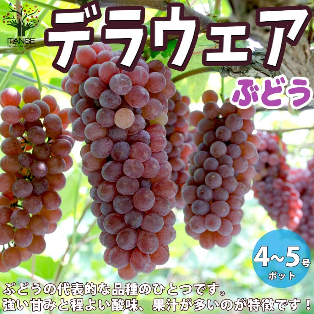 楽天市場 送料無料 デラウェア ぶどうの苗 果樹の苗木 12 15cmポット 1年生 挿木苗 1個売り ぶどう苗 ブドウ苗 葡萄苗 ぶどうの苗木 果樹苗 果樹 果物 くだもの 栽培 ガーデニング 家庭菜園 農園 有機栽培 植物販売のｉｔａｎｓｅ楽天市場店