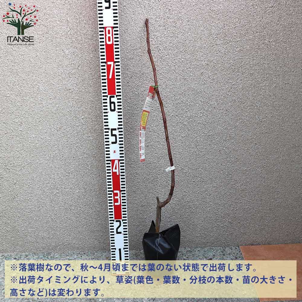 【送料無料】デラウェアぶどうの苗【果樹の苗木12〜15cmポット1年生/1個売り】ぶどう苗ブドウ苗葡萄苗ぶどうの苗木果樹苗果樹果物くだもの栽培ガーデニング家庭菜園農園有機栽培