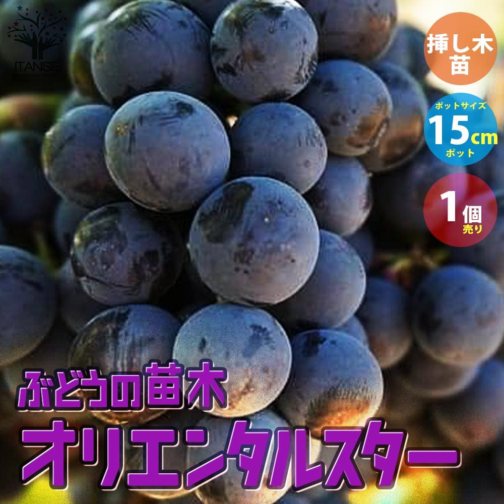 予約販売 ぶどう 苗木 ブラックオリンピア 接木苗 12cmロングポット苗 ブドウ 苗 葡萄