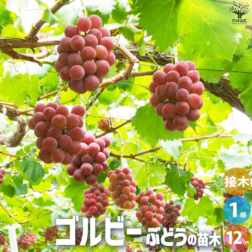 楽天市場】【送料無料】キャンベルスアーリー ぶどうの苗 果樹の