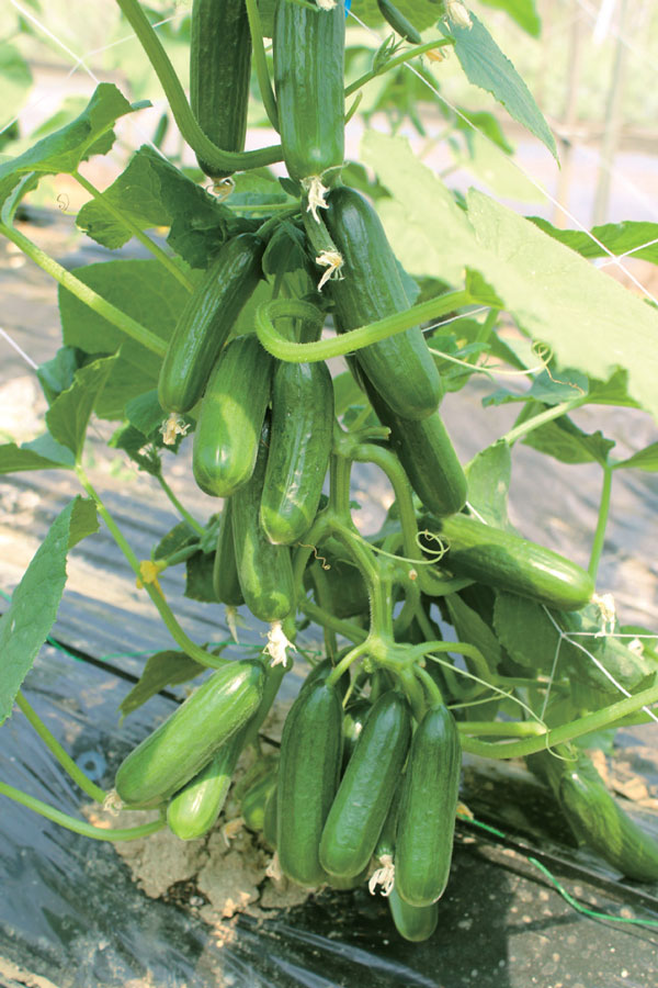 送料無料 即出荷 すずなりキュウリ 9cmポット自根苗 お買い得16個セット 野菜苗 キュウリ苗 きゅうり苗 胡瓜苗 ベランダ 露地栽培 ハウス栽培 人気 定番 品種 レシピ 多収穫 摘心なし Umu Ac Ug