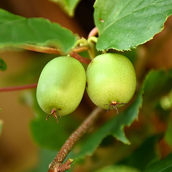 楽天市場 送料無料 ベビーキウイ ハニージュード 果樹苗 9cmポット 2個セット サルナシ苗 苗木 コクワ 甘い フルーツ 耐寒性 落葉 ツル性 植物 自家結実性 ダイエット スイーツ ベランダ 露地 農園 人気 品種 植物販売のｉｔａｎｓｅ楽天市場店