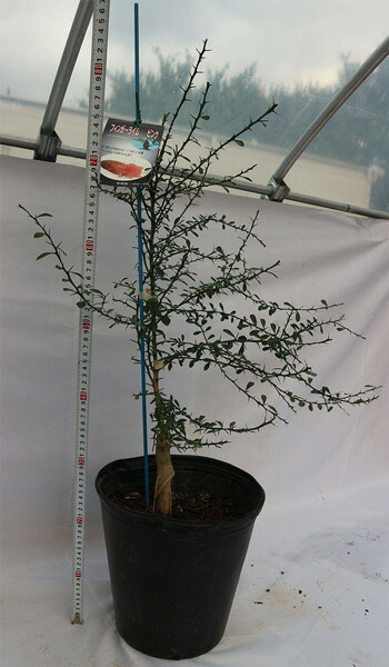 送料無料 フィンガーライム ピンク 果樹苗 5年生 接木苗 21 24cmポット 1個 大苗 苗木 接ぎ木 キャビアライム シトラス ブッシュ フルーツ 森の 希少 柑橘 果樹 ベランダ 庭木 シンボルツリー 香酸 Prescriptionpillsonline Is