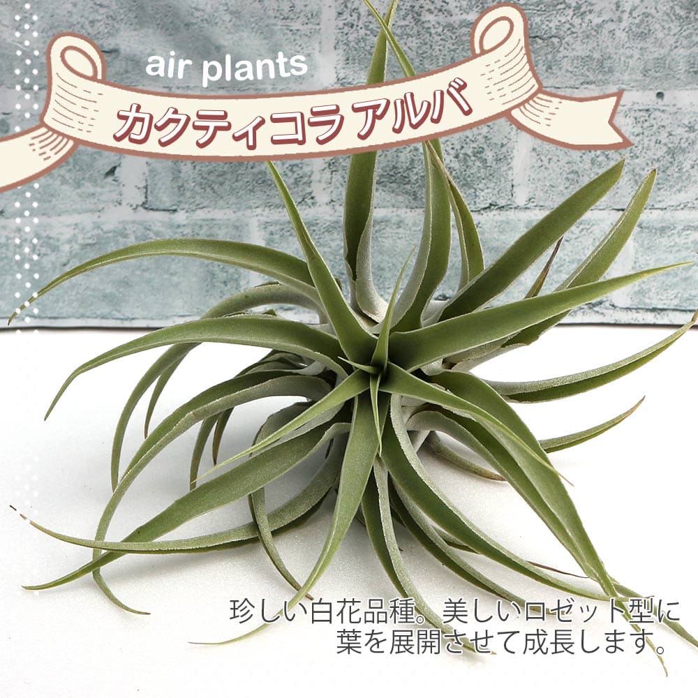 貨物輸送無料 カクティコラ アルバ エアープランツ チランジア 着生植物 Lサイズ 幅員粗粗5cm クオンティティーさ約cm 1個売り エアープランツ エアプランツ チランジア ティランジア 観葉植物 恰好いい 釣下げ ファーニチュア 籬掛 小型 ボタニカル Hotjobsafrica Org