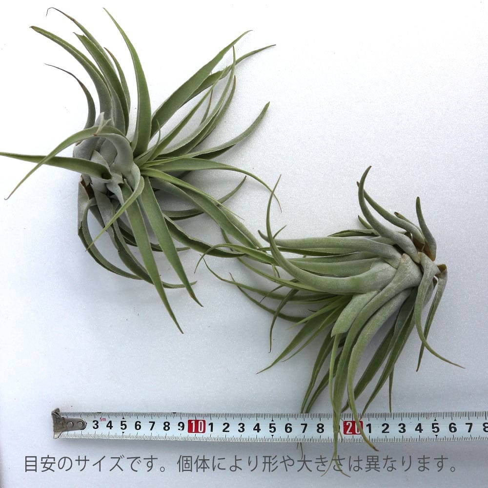 貨物輸送無料 カクティコラ アルバ エアープランツ チランジア 着生植物 Lサイズ 幅員粗粗5cm クオンティティーさ約cm 1個売り エアープランツ エアプランツ チランジア ティランジア 観葉植物 恰好いい 釣下げ ファーニチュア 籬掛 小型 ボタニカル Hotjobsafrica Org