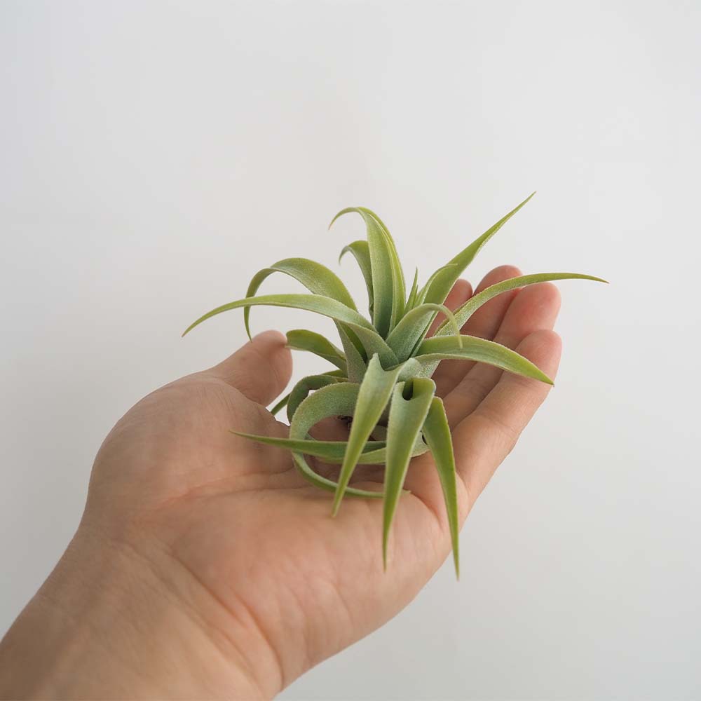 貨物輸送無料 カクティコラ アルバ エアープランツ チランジア 着生植物 Lサイズ 幅員粗粗5cm クオンティティーさ約cm 1個売り エアープランツ エアプランツ チランジア ティランジア 観葉植物 恰好いい 釣下げ ファーニチュア 籬掛 小型 ボタニカル Hotjobsafrica Org